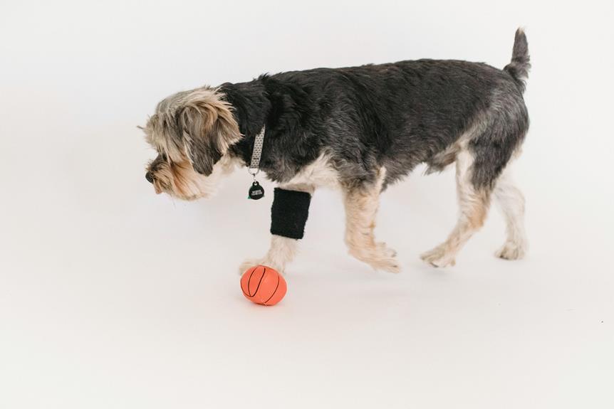 indoor dog entertainment ideas